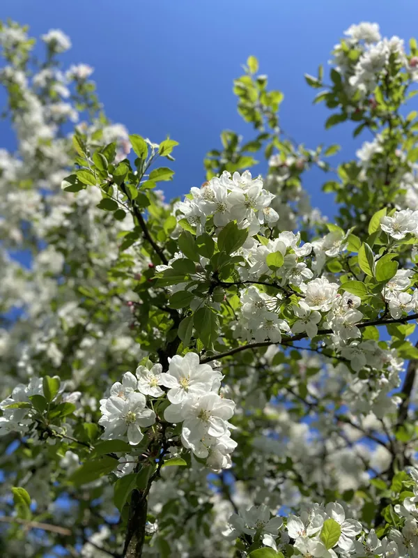 Ein Apfelbaum in voller Blüte vor strahlend blauem Himmel
