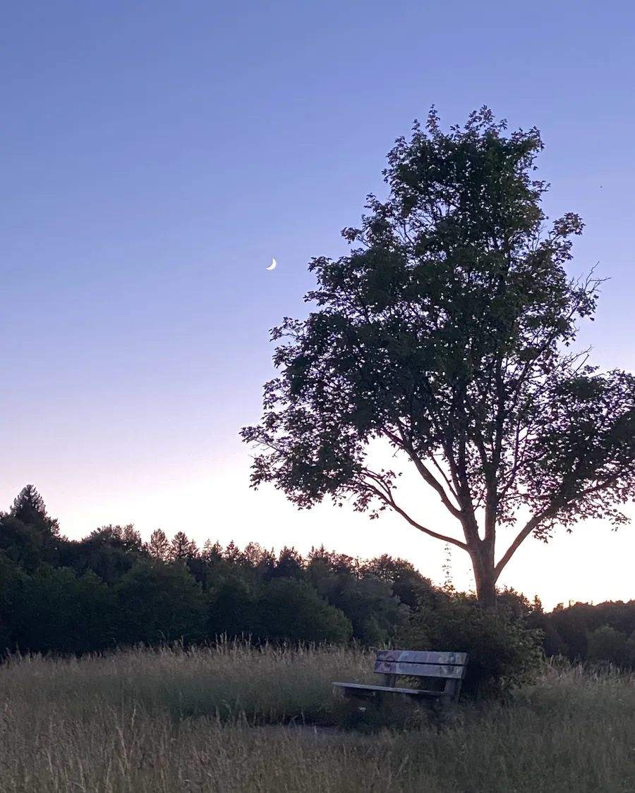 Ein einzelner Baum mit Bank auf einer Wiese in der Abenddämmerung, daneben die schmale Mondsichel