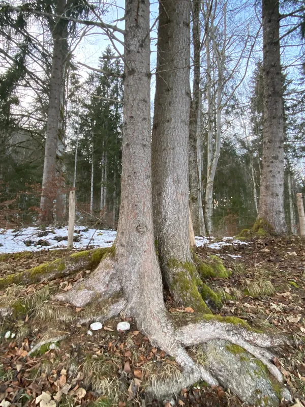 Ein Baum mit kräftigen, weit ausgreifenden Wurzeln im Waldboden