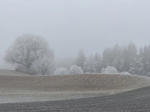 Bäume und Sträucher voller Raureif im dichten Nebel