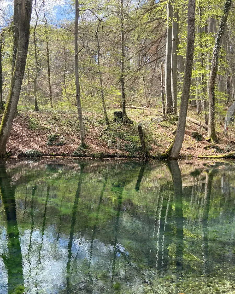 Ein hellgrüner Frühlingswald spiegelt sich in einem klaren, türkisgrünen Teich