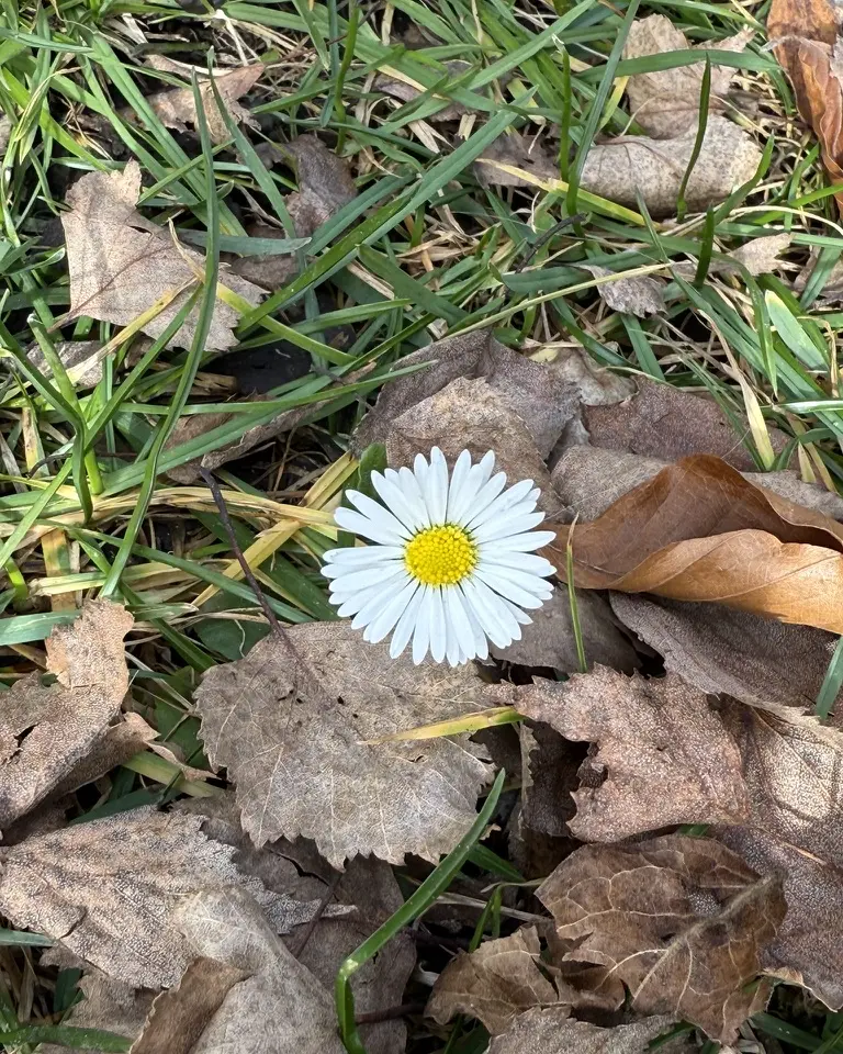 Ein Gänseblümchen blüht zwischen welken Herbstblättern im Gras