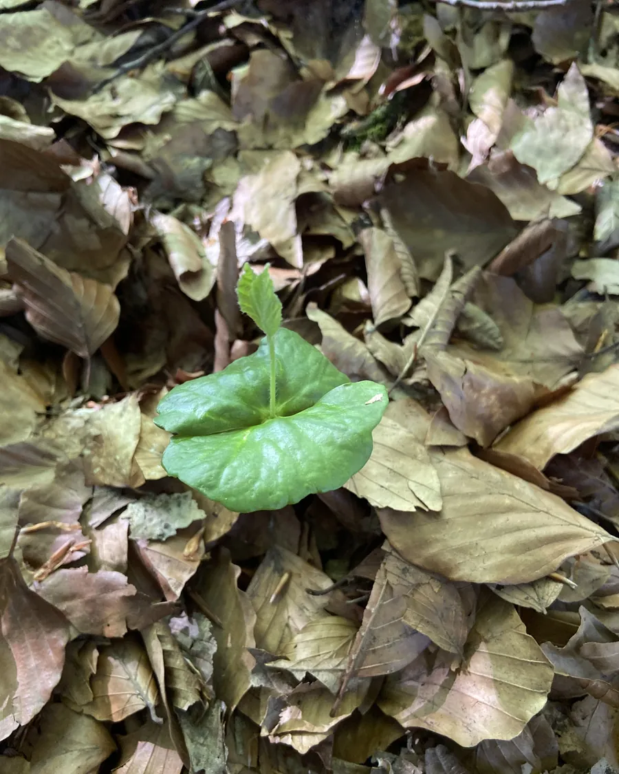 Ein frischer, grüner Buchenkeimling wächst aus dem braunen Laub des Vorjahres