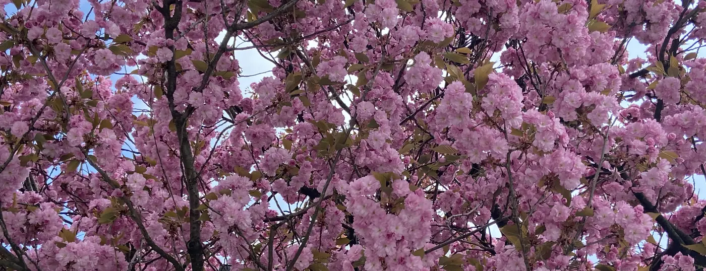 Ein Baum voller rosa Kirschblüten