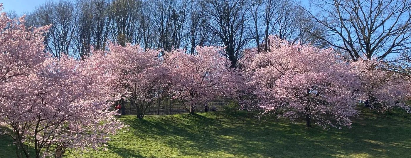 Blühende Kirschbäume auf einer sonnigen Wiese, dahinter hohe alte Bäume, deren Schatten nach vorn fallen