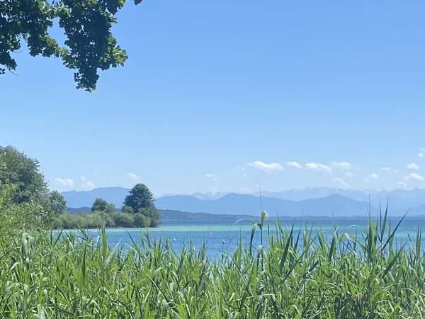 Klarer blauer Himmel über dem See, am Horizont die Alpen, vorn grünes Schilf