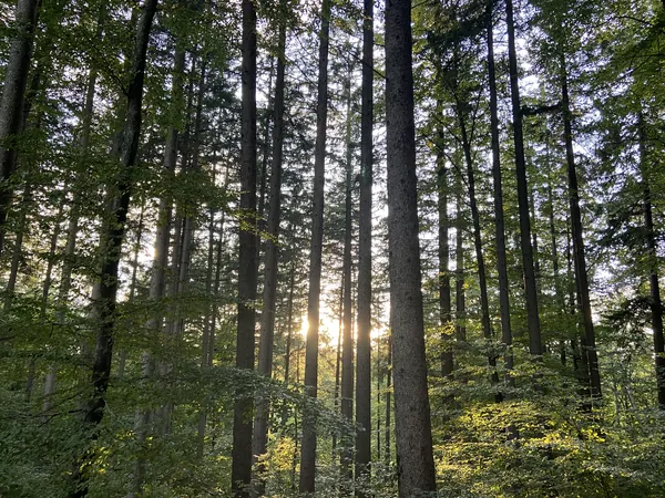 Hohe, gerade Baumstämme im Wald, dazwischen scheint die tief stehende Sonne