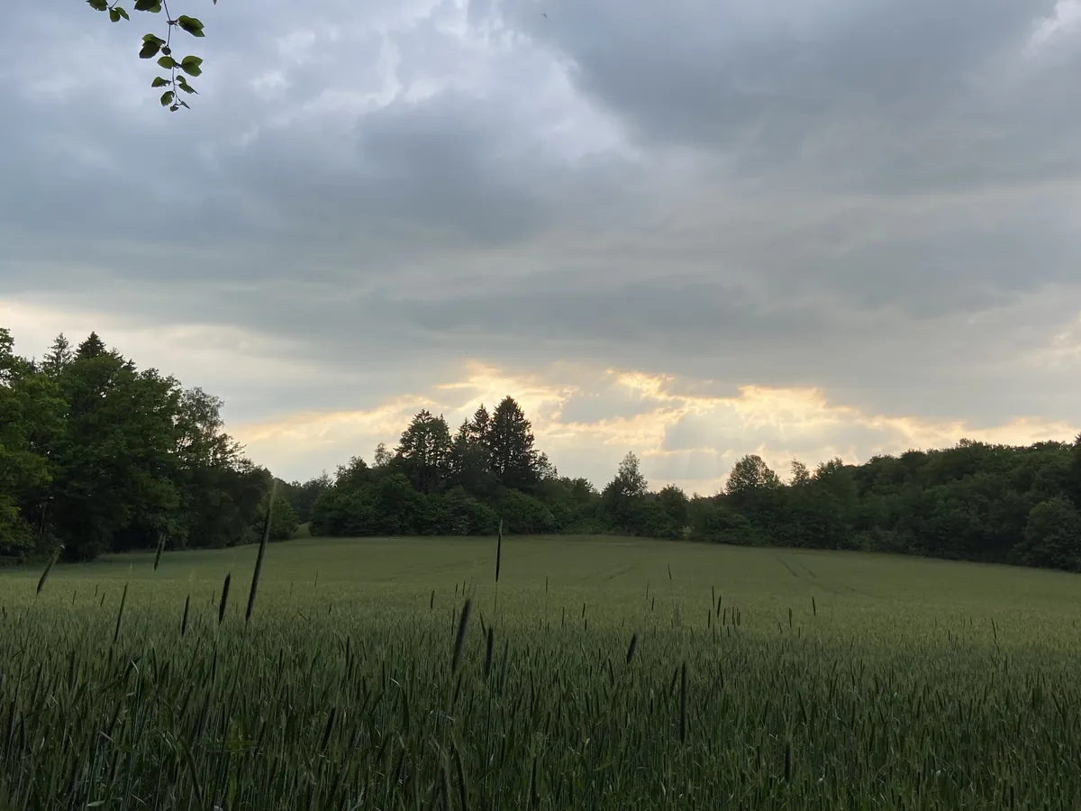 Ein grünes Getreidefeld vor dunklem Wald, durch graue Wolken bricht goldenes Licht