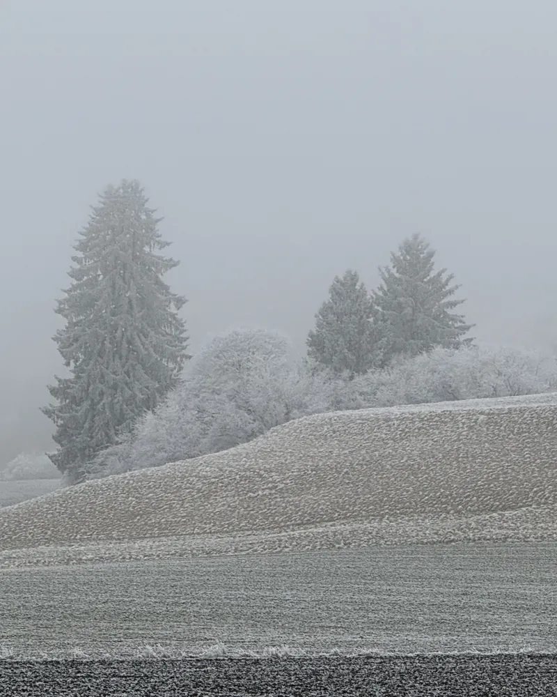 Tannen und Sträucher voller Raureif stehen still im Nebel über einem winterlichen Feld