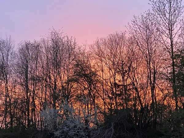 Kahle Bäume als Silhouette vor einem rosa und orange leuchtenden Abendhimmel