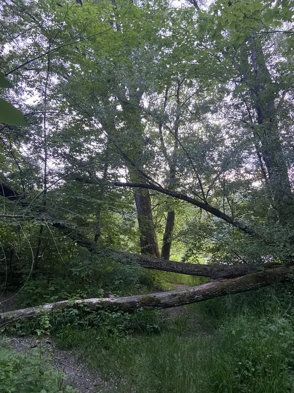 Umgestürzte Baumstämme liegen quer über einem Waldweg, dahinter grünes Licht