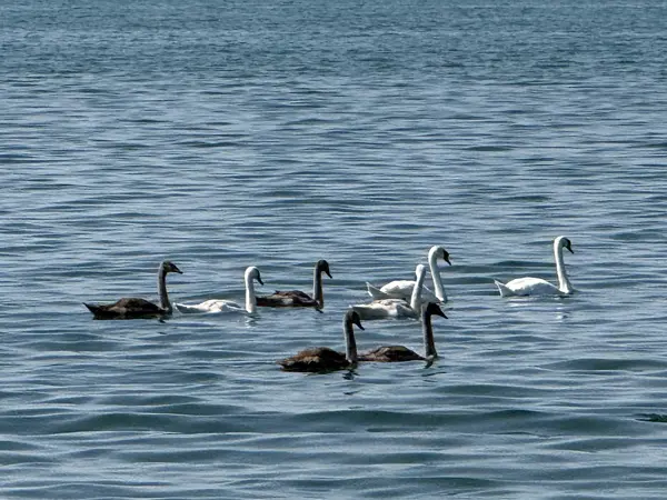 Eine Schwanenfamilie mit grauen Jungschwänen schwimmt gemeinsam über den See