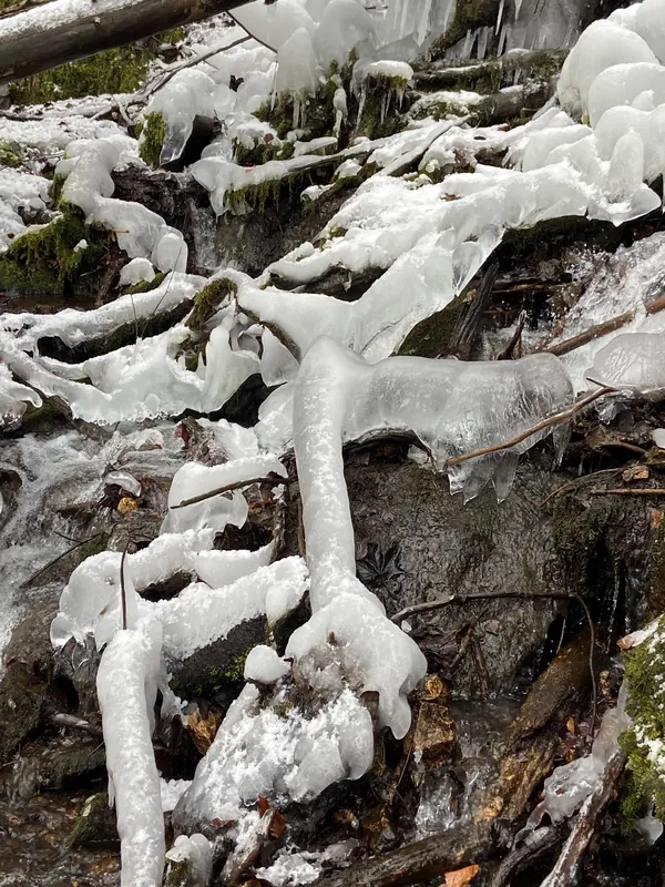 Vereiste Wurzeln am Waldboden, von Eis überzogen und doch lebendig