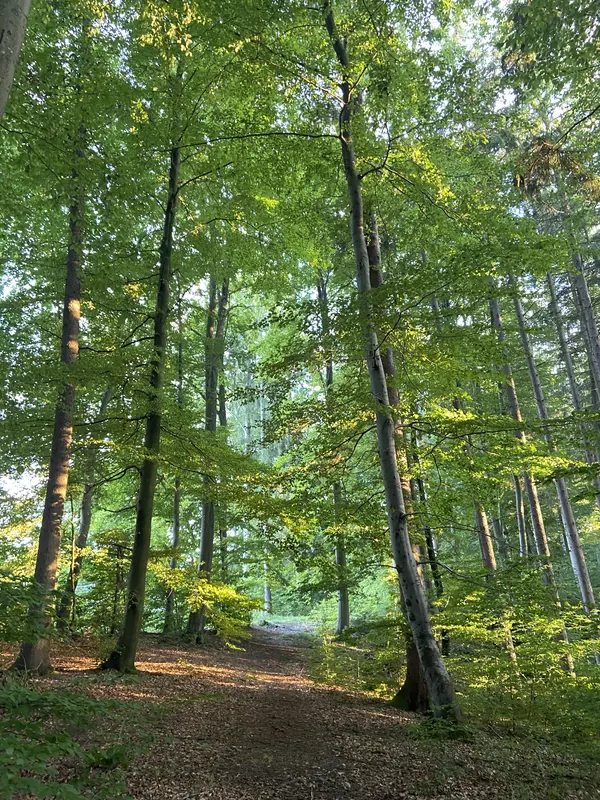 Ein Weg führt durch hellen, grünen Buchenwald