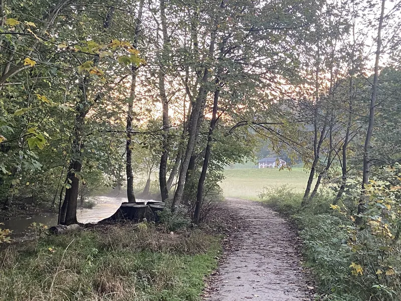 Ein Weg führt zwischen Bäumen hindurch auf eine helle, sonnige Lichtung