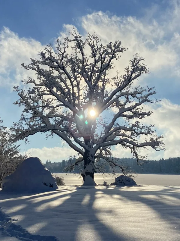 Eine verschneite alte Eiche im Gegenlicht, die Sonne scheint durch ihre Äste, lange Schatten liegen auf dem Schnee